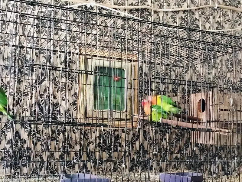 Breader Love Birds For Sale Healthy and Active — photo 2