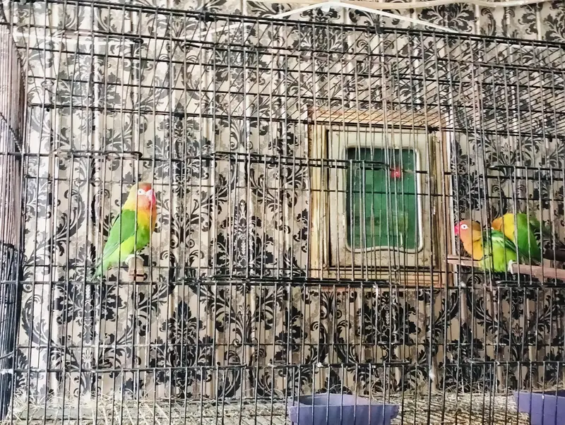 Breader Love Birds For Sale Healthy and Active — photo 3