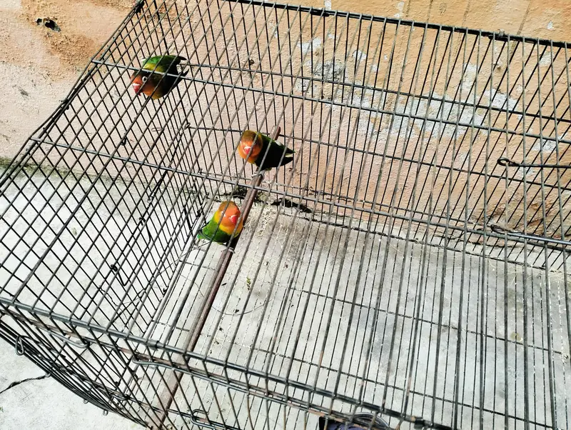 Breader Love Birds For Sale Healthy and Active — photo 4