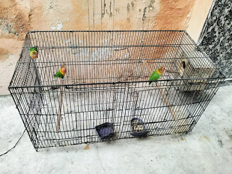 Breader Love Birds For Sale Healthy and Active — photo 5