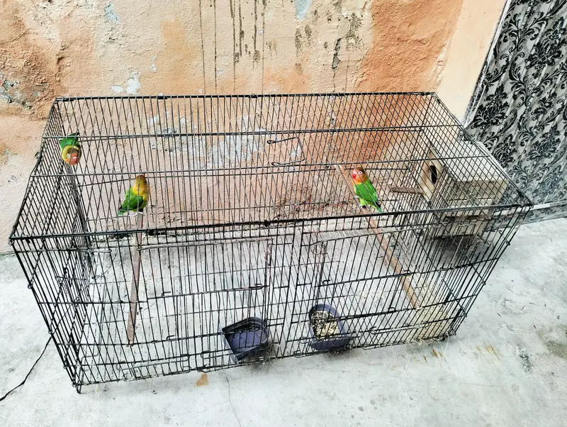 Breader Love Birds For Sale Healthy and Active — photo 6
