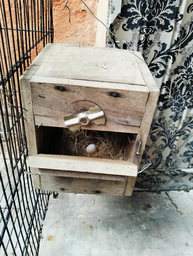 Breader Love Birds For Sale Healthy and Active — photo 7