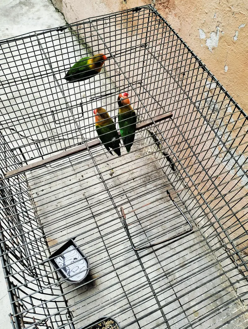 Breader Love Birds For Sale Healthy and Active — photo 8
