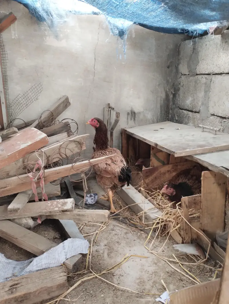 Heera Aseel Java Aseel and Kurak hen — photo 3