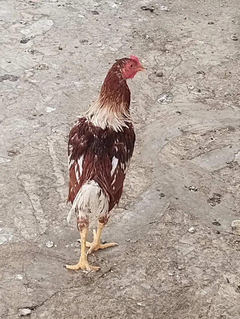 Heera Aseel Java Aseel and Kurak hen — photo 4