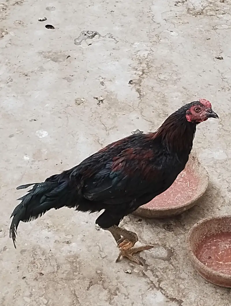 Heera Aseel Java Aseel and Kurak hen — photo 5