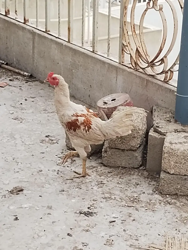 Heera Aseel Java Aseel and Kurak hen — photo 6
