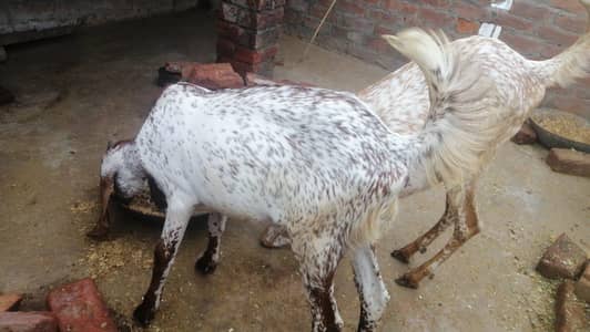 Makki Chinni Breeder Bakriyan RESONABLE Prize
