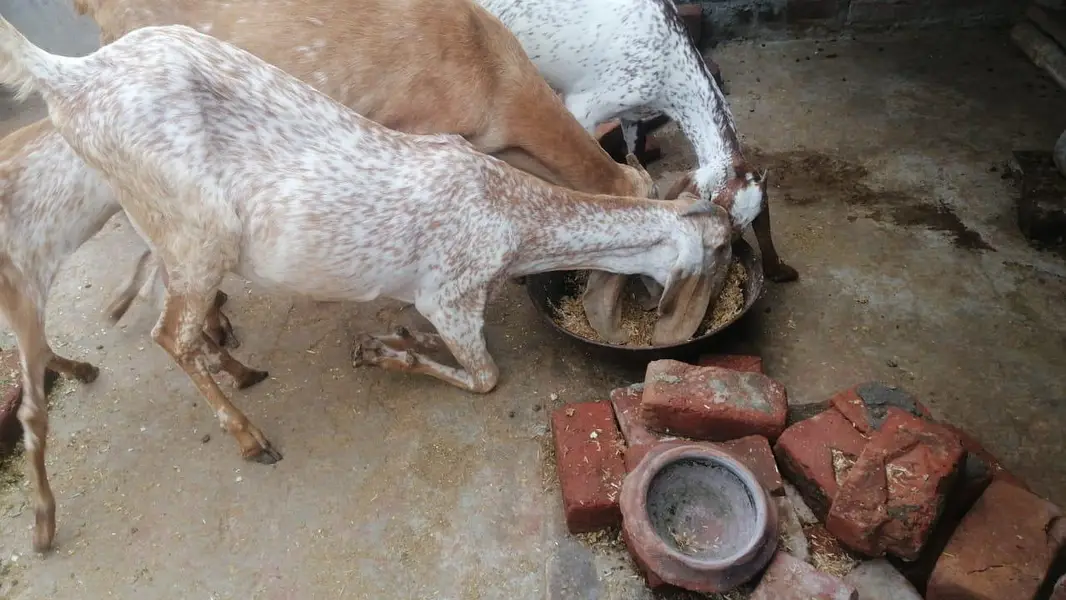 Makki Chinni Breeder Bakriyan RESONABLE Prize — photo 2