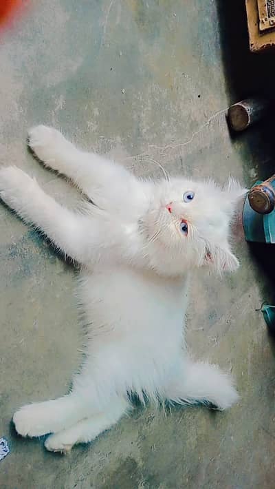 Persian white cat