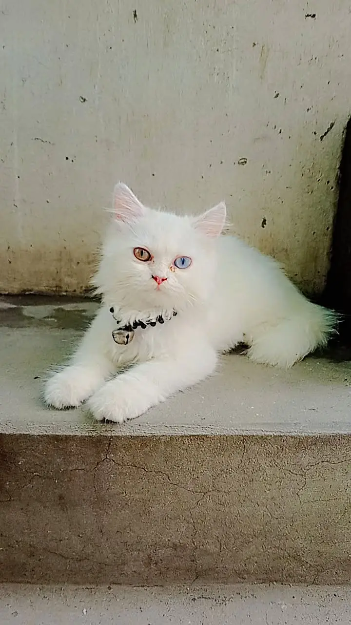 Persian white cat — photo 2