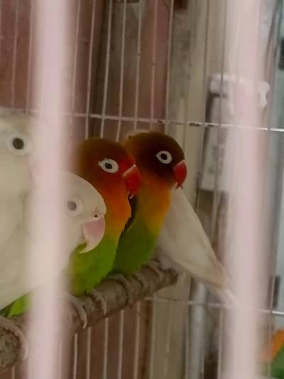 FULL PAIRS OF LOVE BIRDS 9 PERPTS