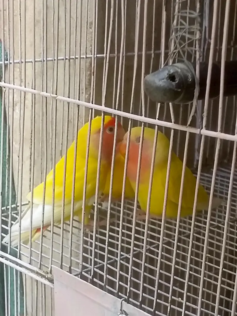 FULL PAIRS OF LOVE BIRDS 9 PERPTS — photo 2
