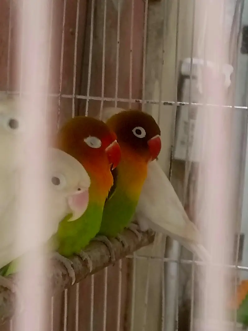 FULL PAIRS OF LOVE BIRDS 9 PERPTS — photo 3