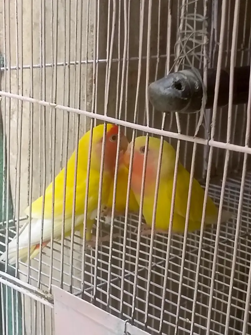 FULL PAIRS OF LOVE BIRDS 9 PERPTS — photo 5