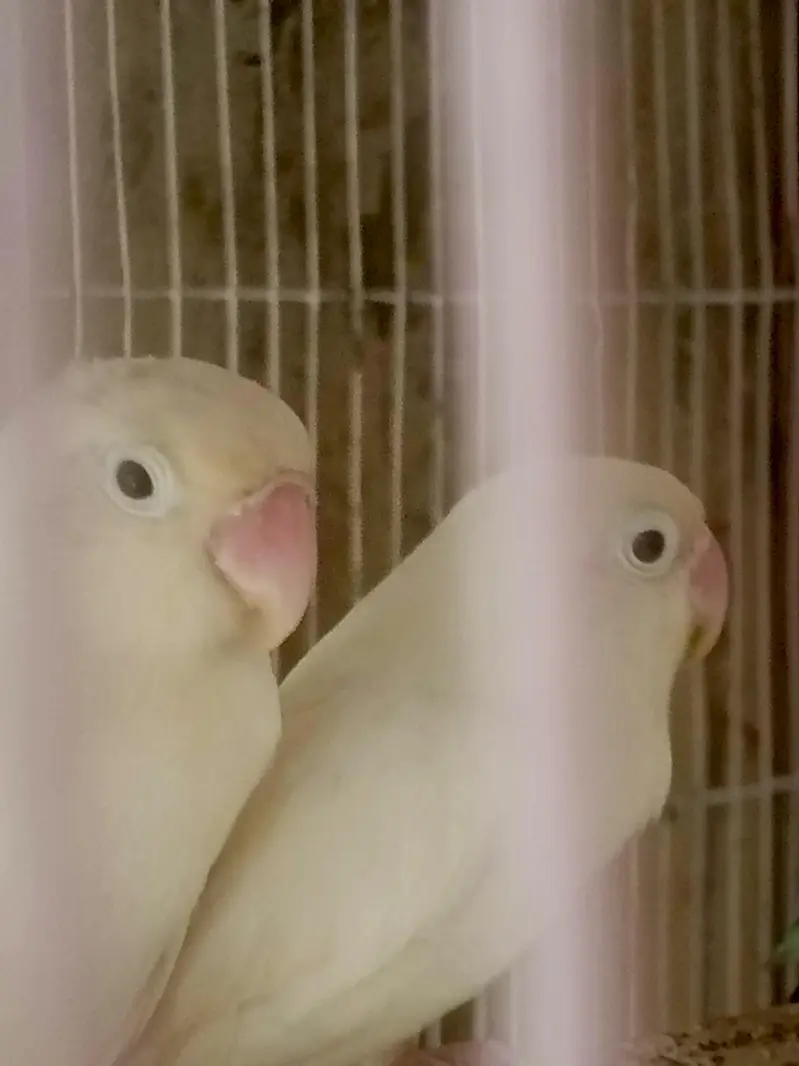 FULL PAIRS OF LOVE BIRDS 9 PERPTS — photo 6