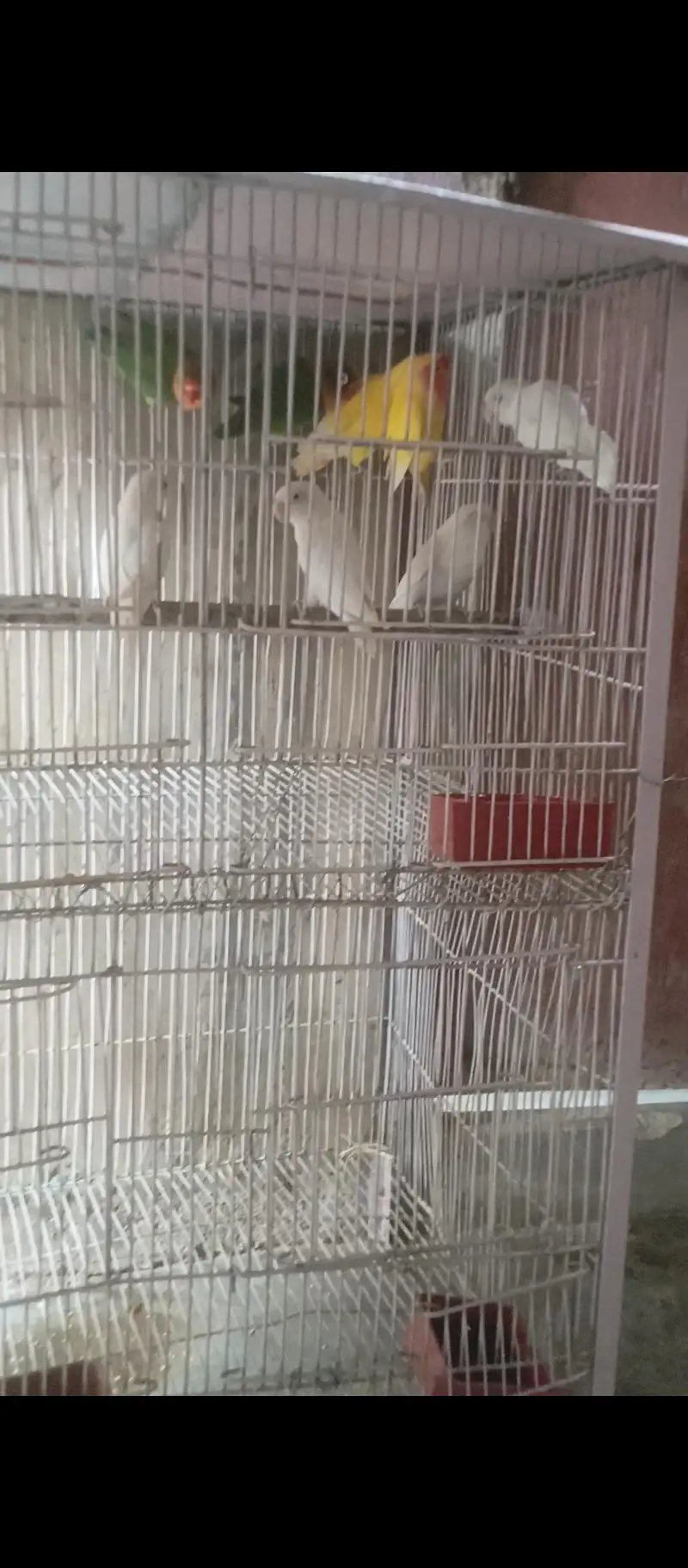 FULL PAIRS OF LOVE BIRDS 9 PERPTS — photo 7
