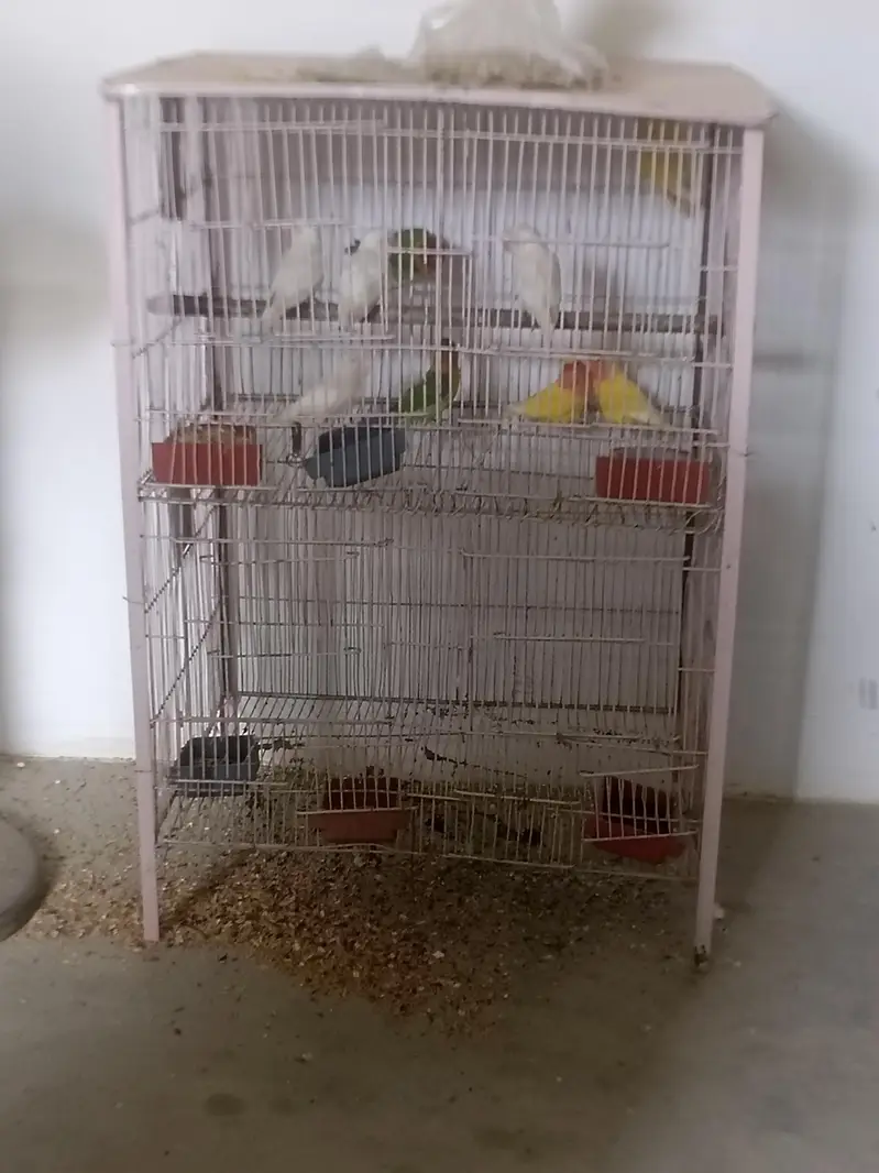 FULL PAIRS OF LOVE BIRDS 9 PERPTS — photo 8