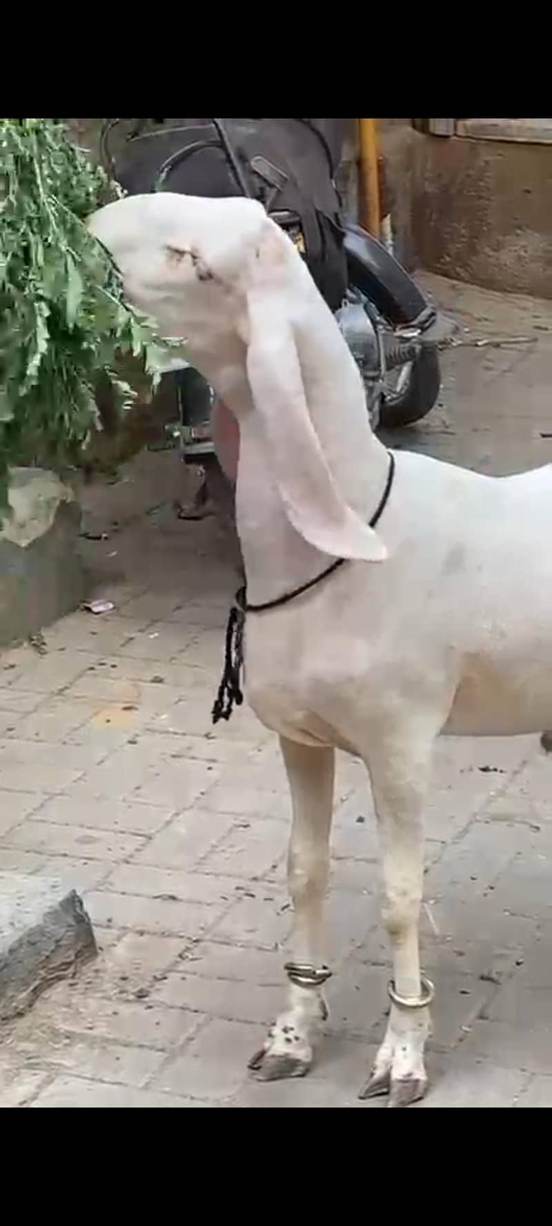 Dumba 1