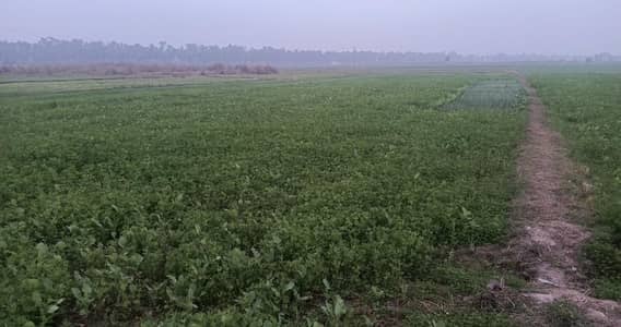 Residential Level Plot in Moazamabad Village Near Kotli Loharan
