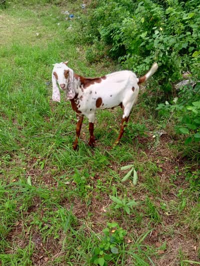 Bakri sath 2 bache ha male  female