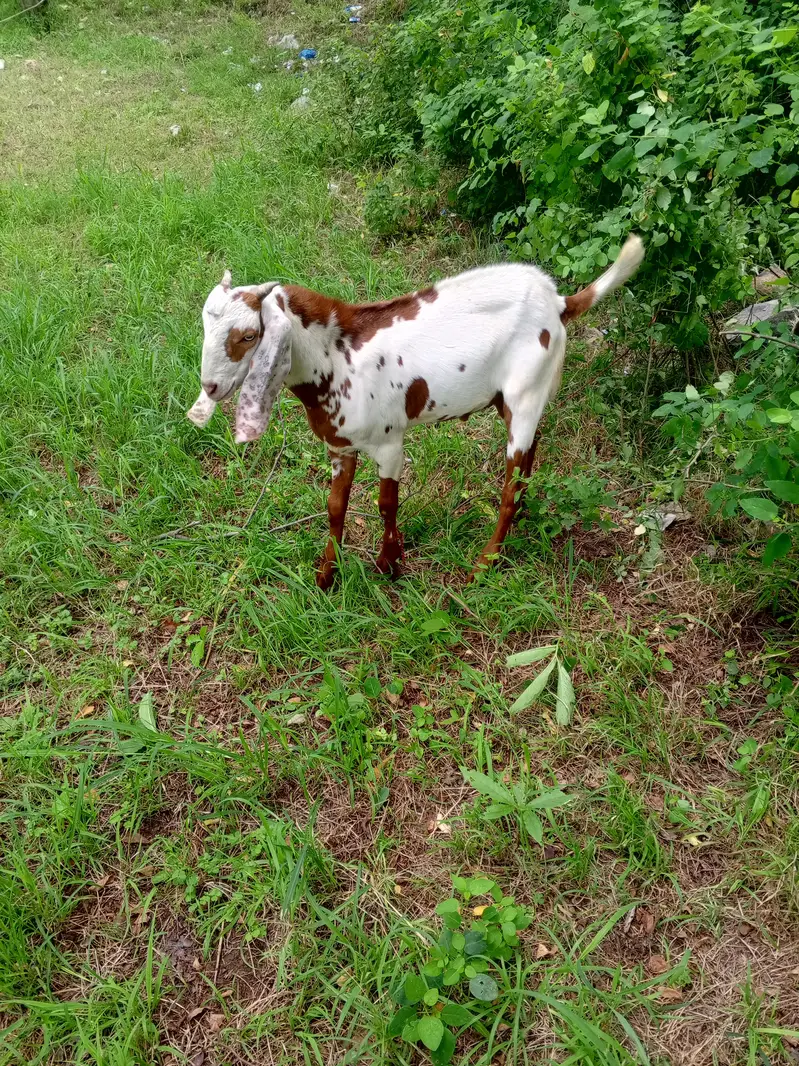 Bakri sath 2 bache ha male  female — photo 2