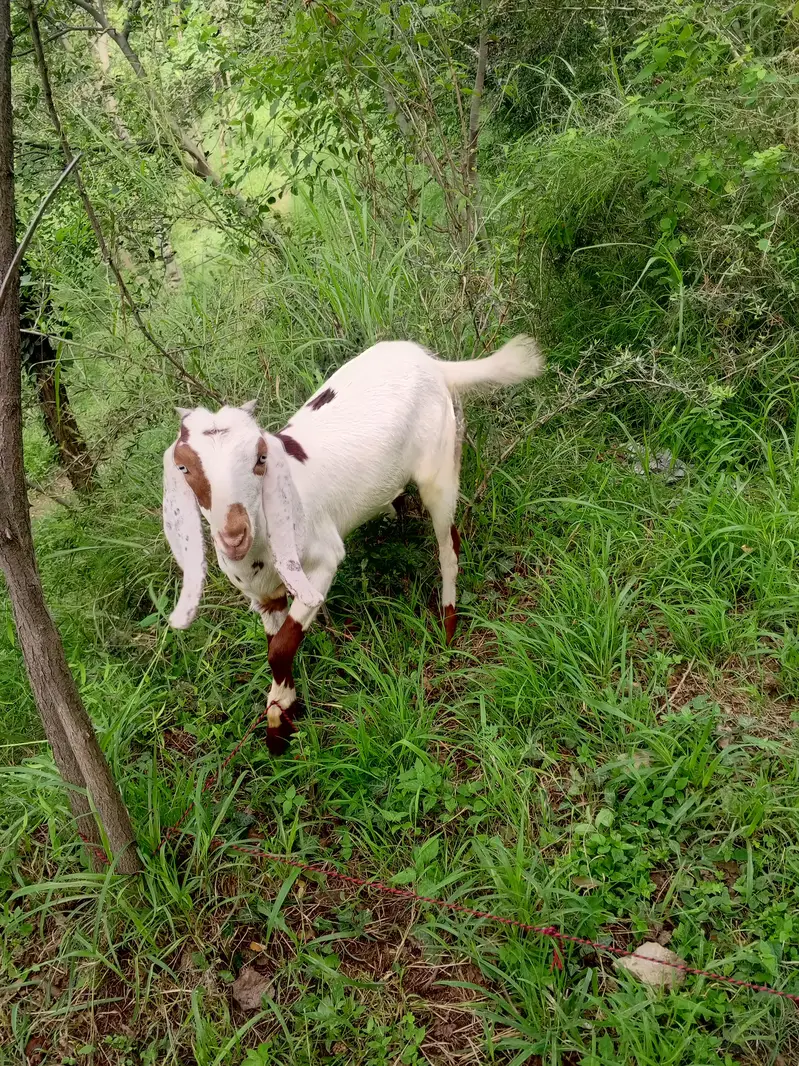 Bakri sath 2 bache ha male  female — photo 3