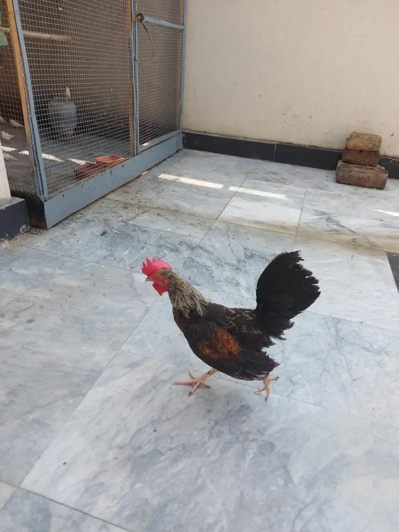 English game breeder piar for sale — photo 2