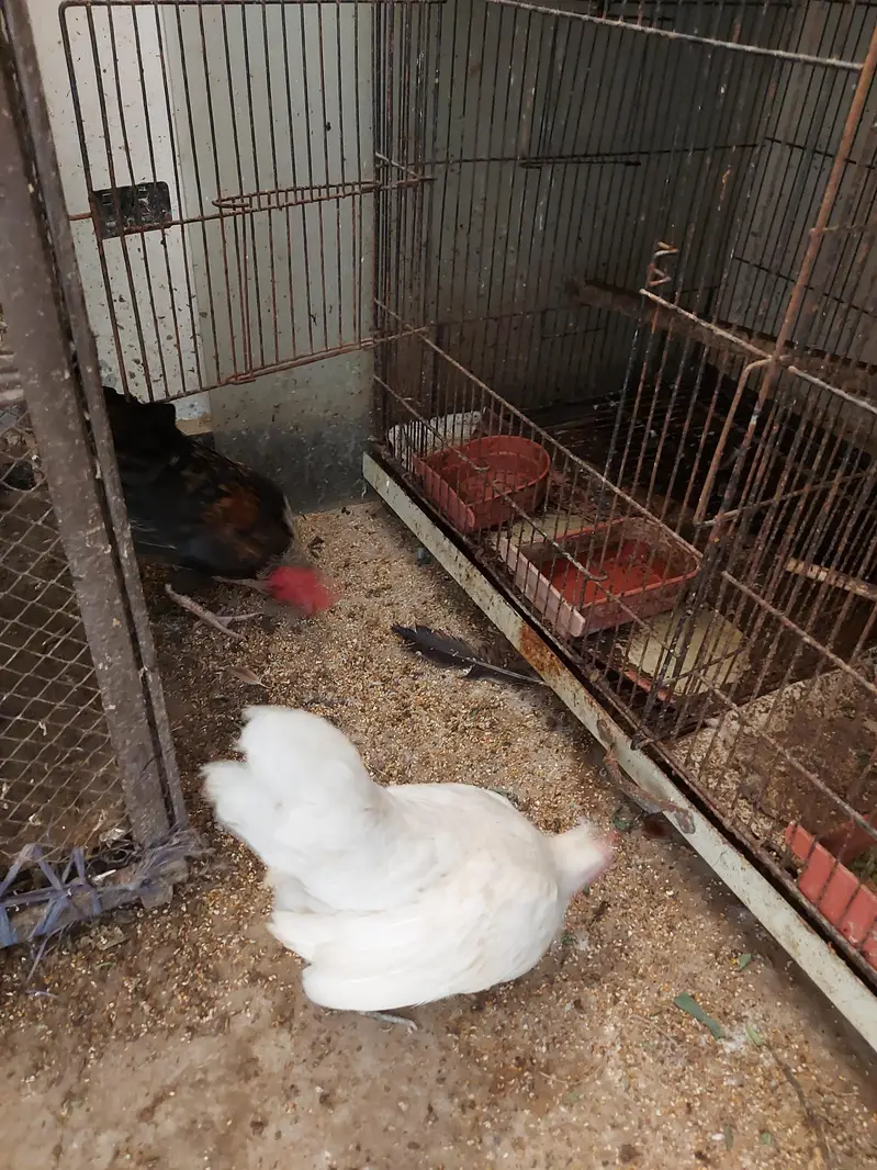 English game breeder piar for sale — photo 8
