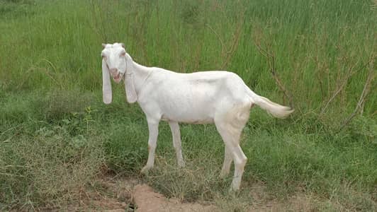 bakri for sale ak rajan pure ha or ak dogle ha