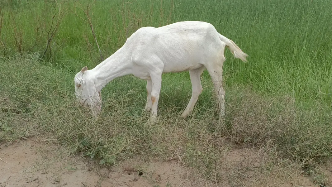 bakri for sale ak rajan pure ha or ak dogle ha — photo 2