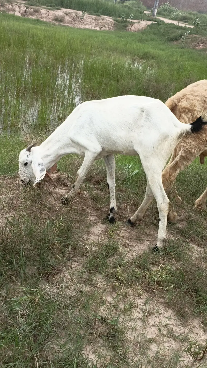 bakri for sale ak rajan pure ha or ak dogle ha — photo 3