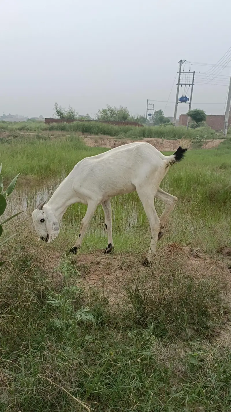 bakri for sale ak rajan pure ha or ak dogle ha — photo 4