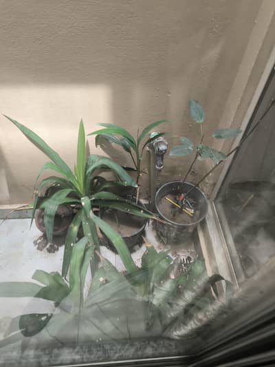 Plants and Pots