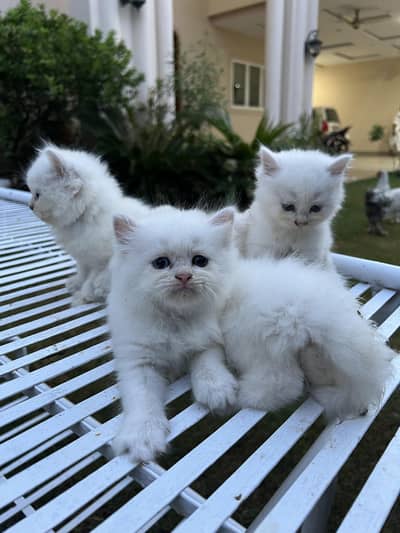 Persian kittens for sale