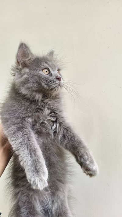 Persian male kittens