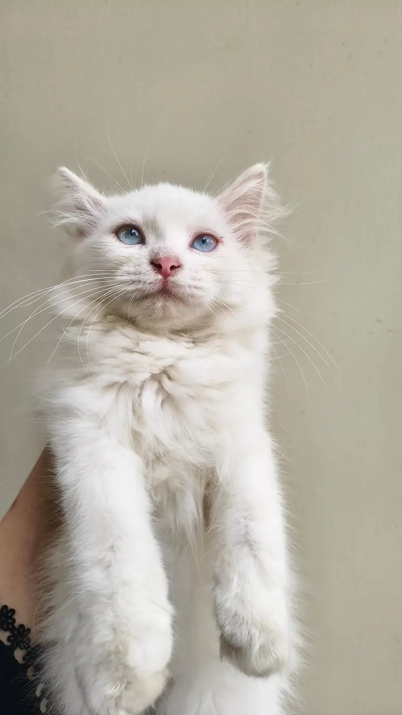 Persian male kittens — photo 2