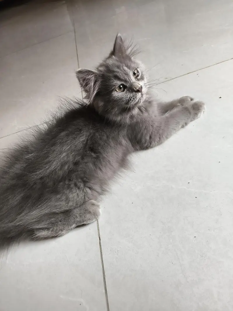 Persian male kittens — photo 3