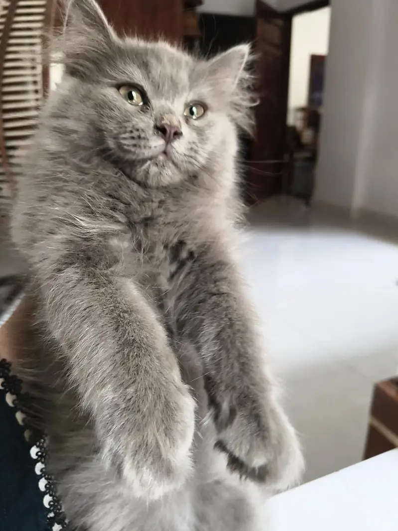 Persian male kittens — photo 4