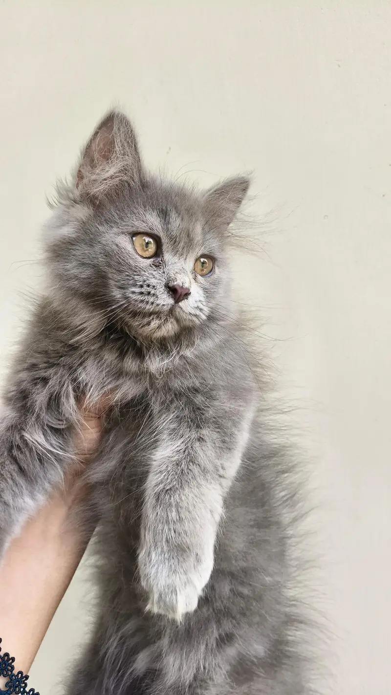 Persian male kittens — photo 5
