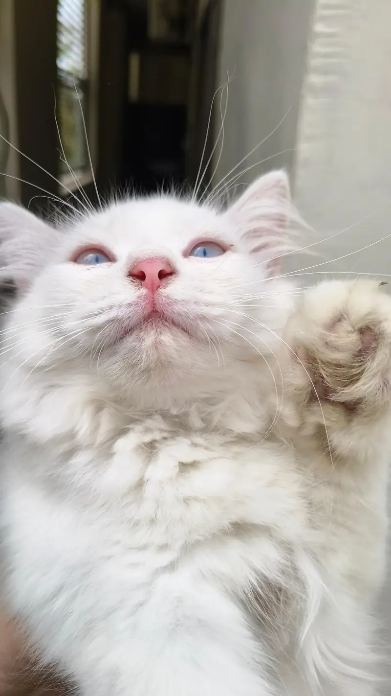 Persian male kittens — photo 6