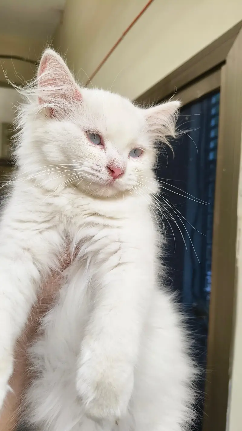 Persian male kittens — photo 7