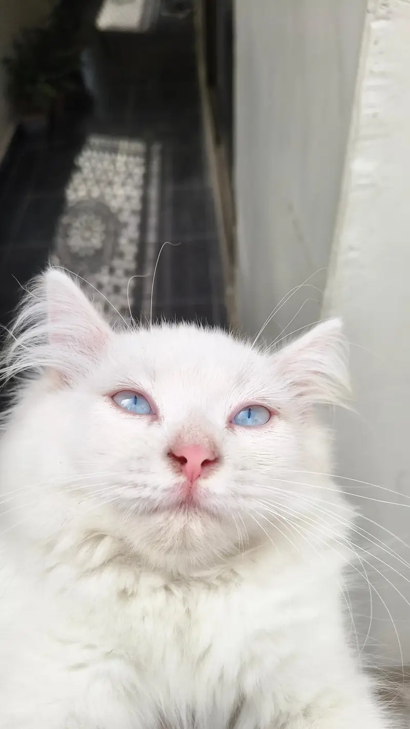 Persian male kittens — photo 8