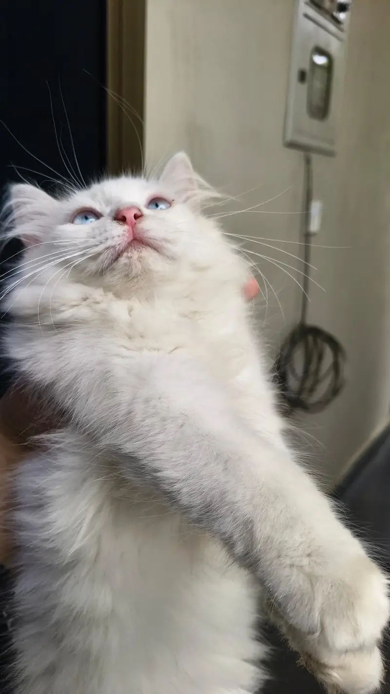 Persian male kittens — photo 9