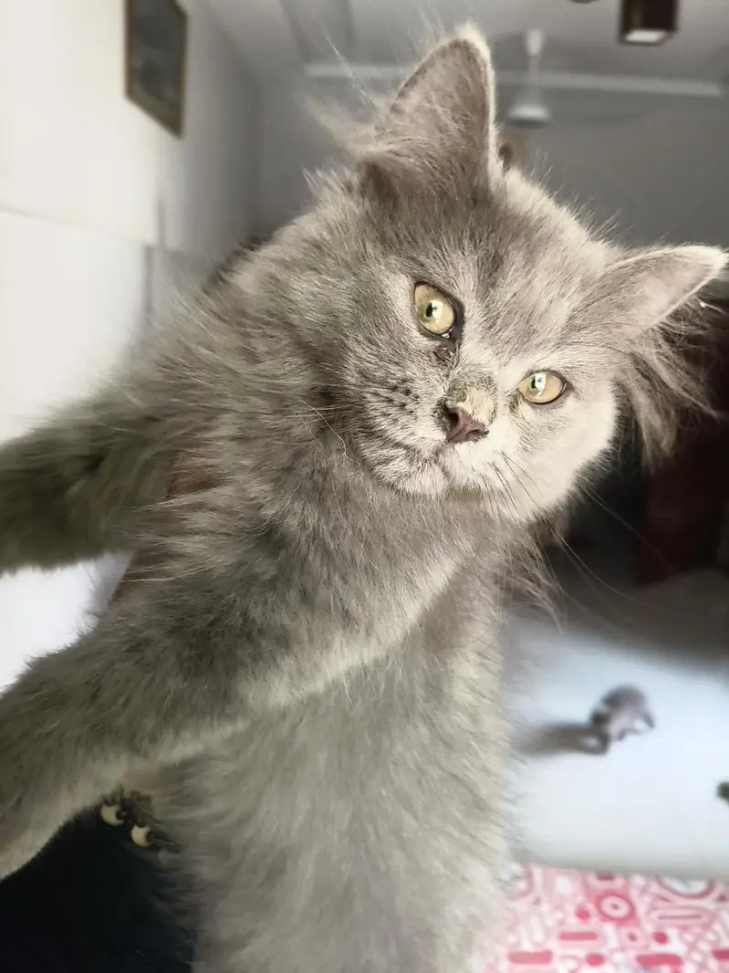 Persian male kittens — photo 10