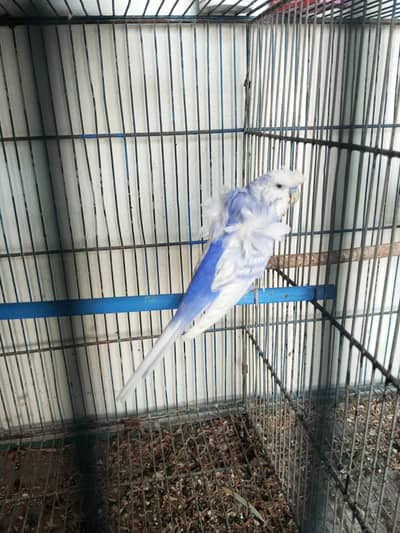 Hongoromo double flower breeder male for sell