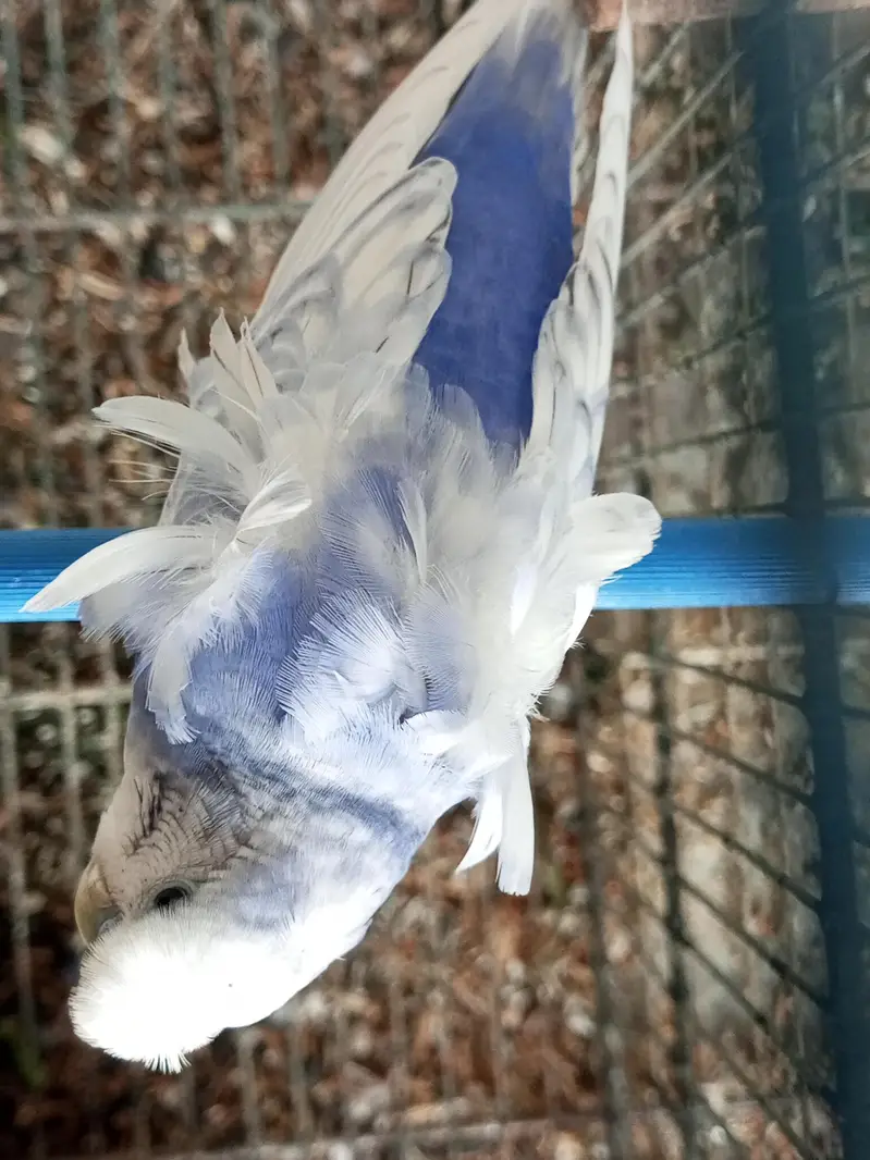 Hongoromo double flower breeder male for sell — photo 2