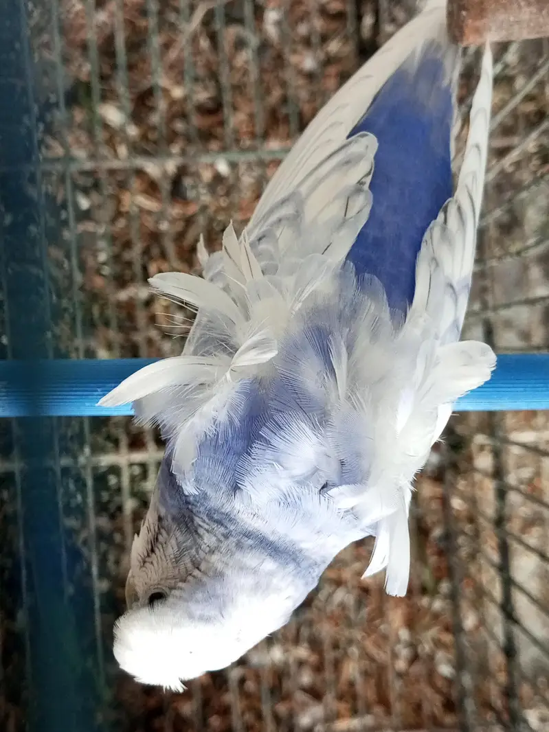 Hongoromo double flower breeder male for sell — photo 3