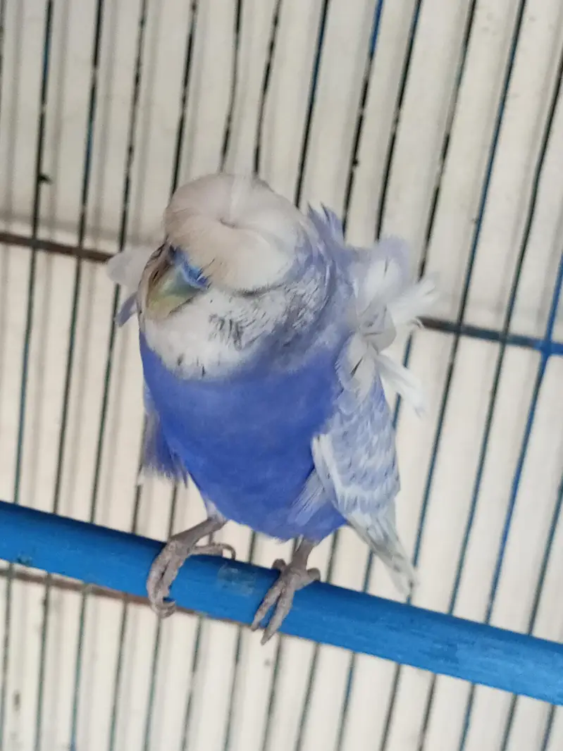 Hongoromo double flower breeder male for sell — photo 4