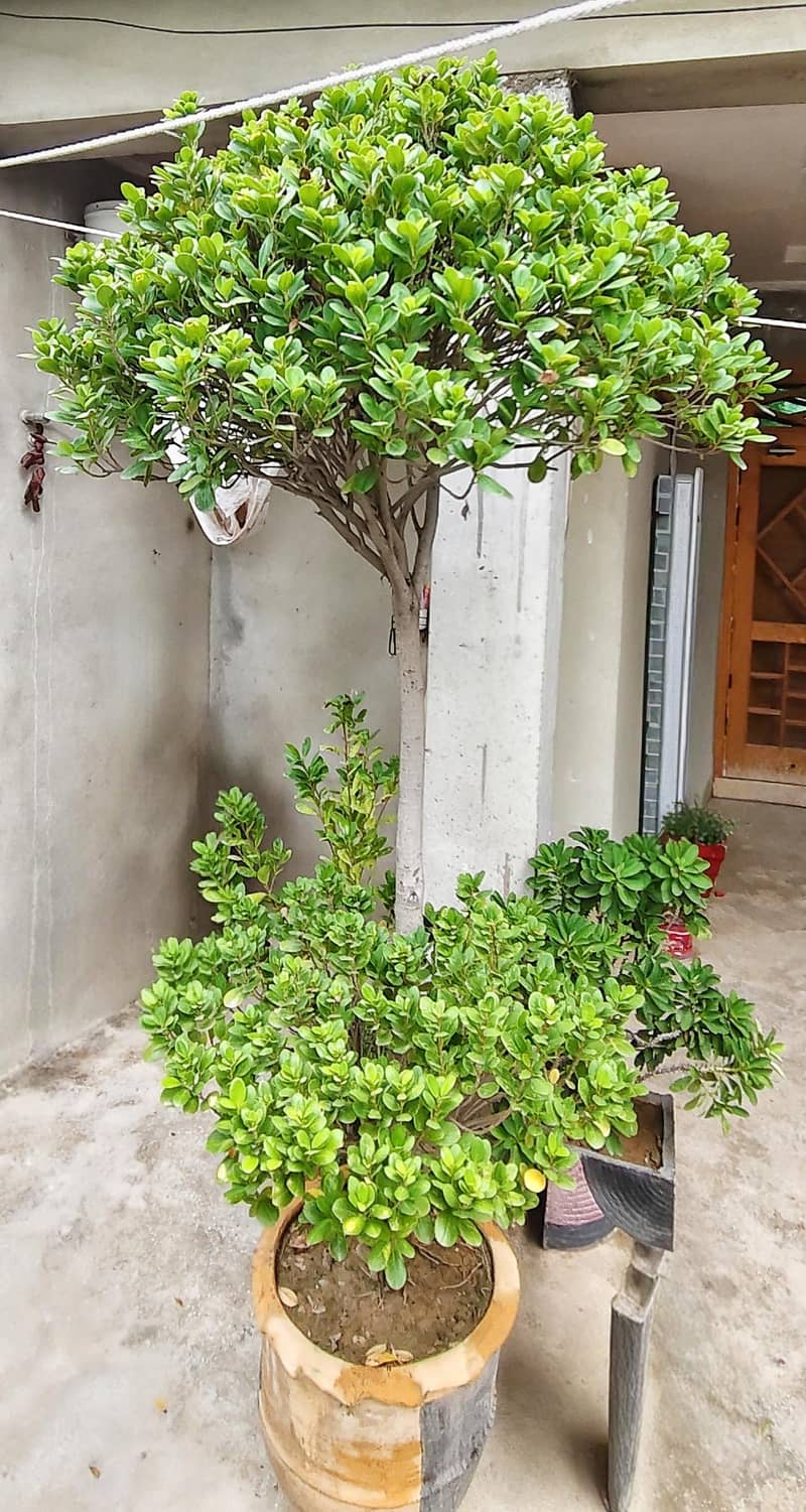 Ficus Tree 0